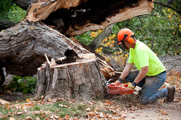 Best Leaf Removal  in Daleville, VA